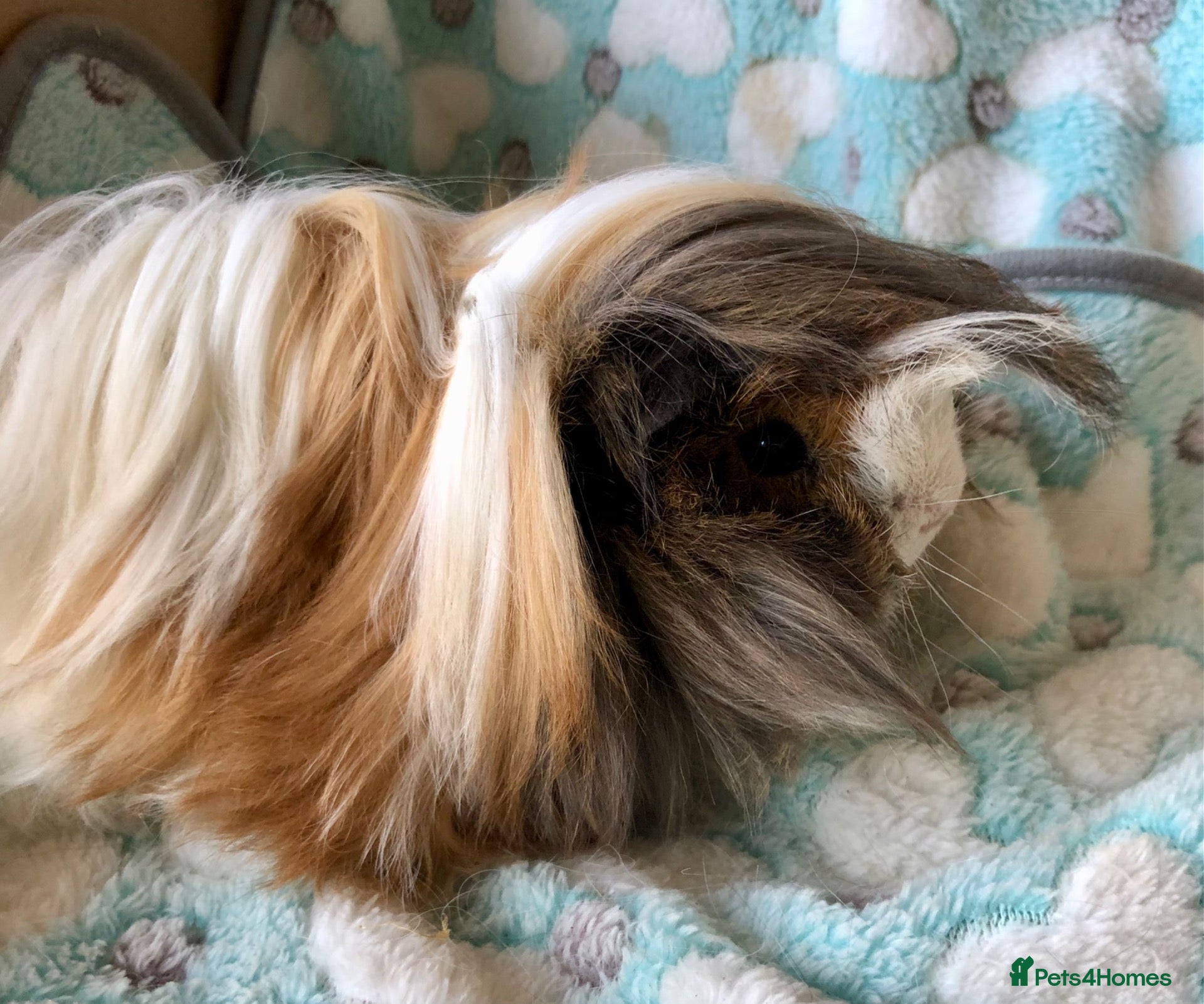 Guinea Pig rodents Peruvian boars  - Advert 4