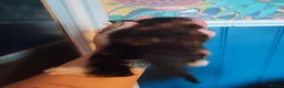 Mixed Breed cats for sale: 4 beautiful kittens in Leighton Buzzard - Advert 4
