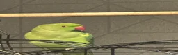 Ringnecks birds for sale: Indian ring neck  in Witham - Advert 2