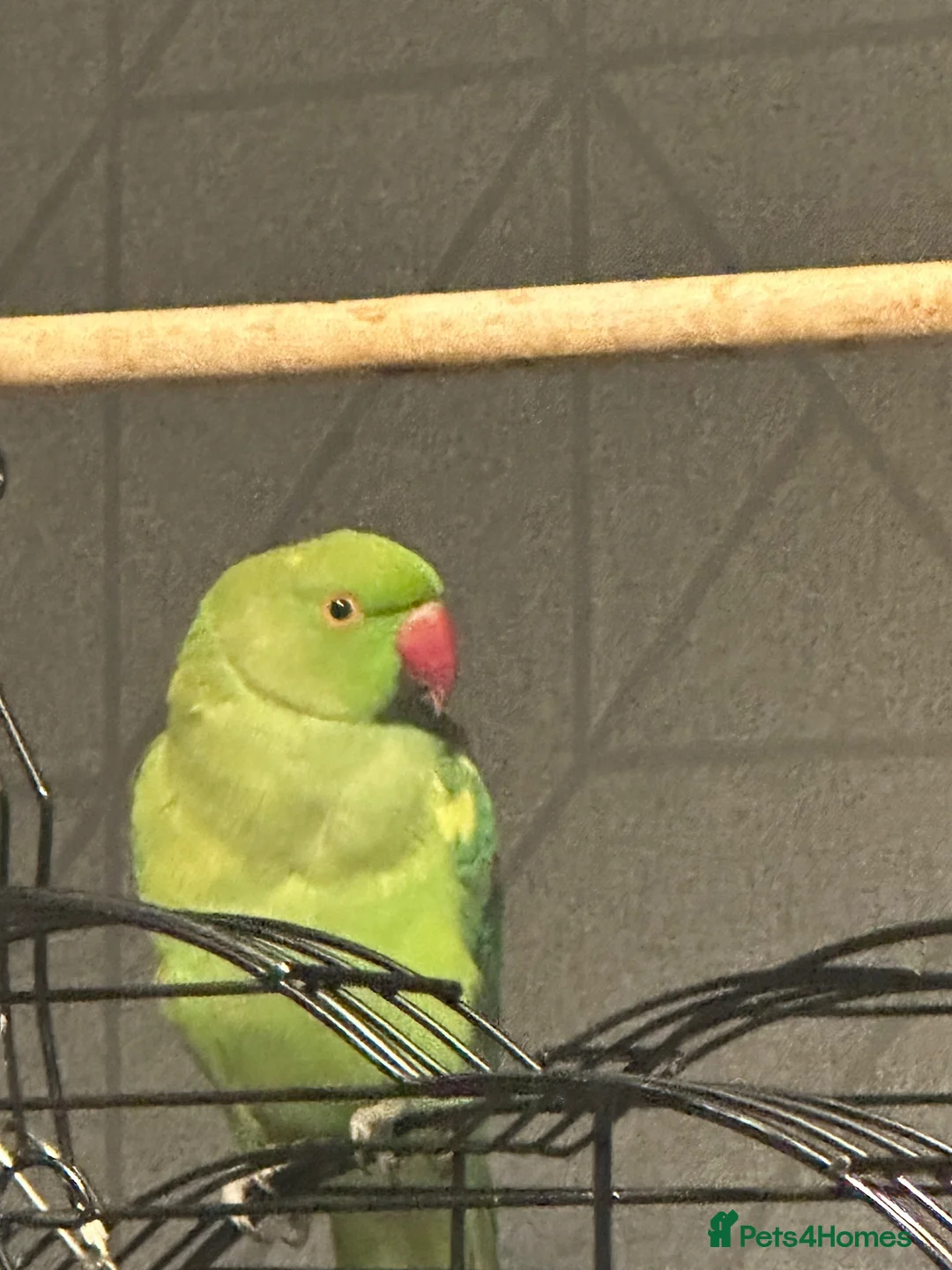 Ringnecks birds for sale: Indian ring neck  in Witham - Advert 2