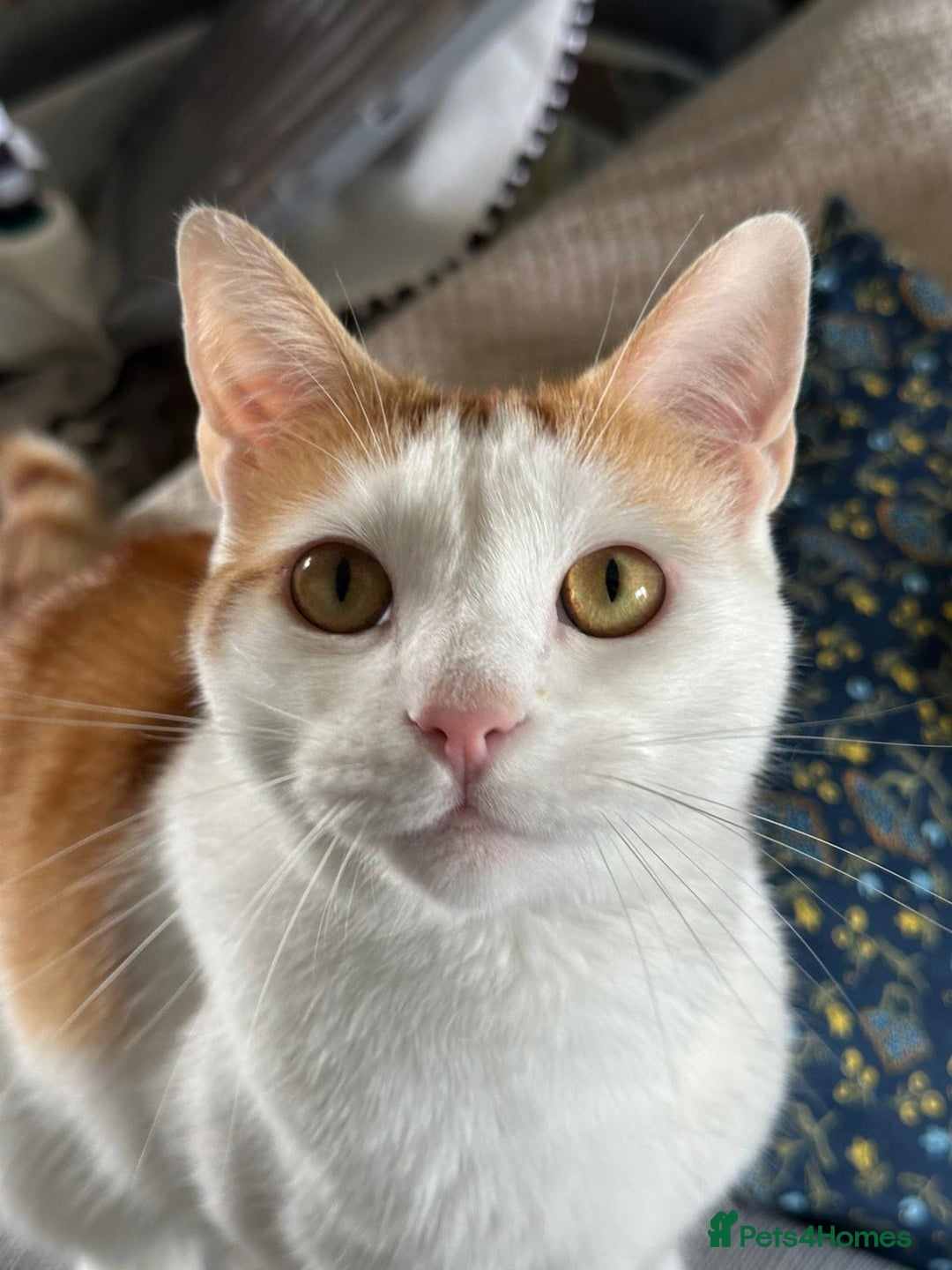 Domestic Shorthair cats for sale: 2 year old male cat for sale - Image 1