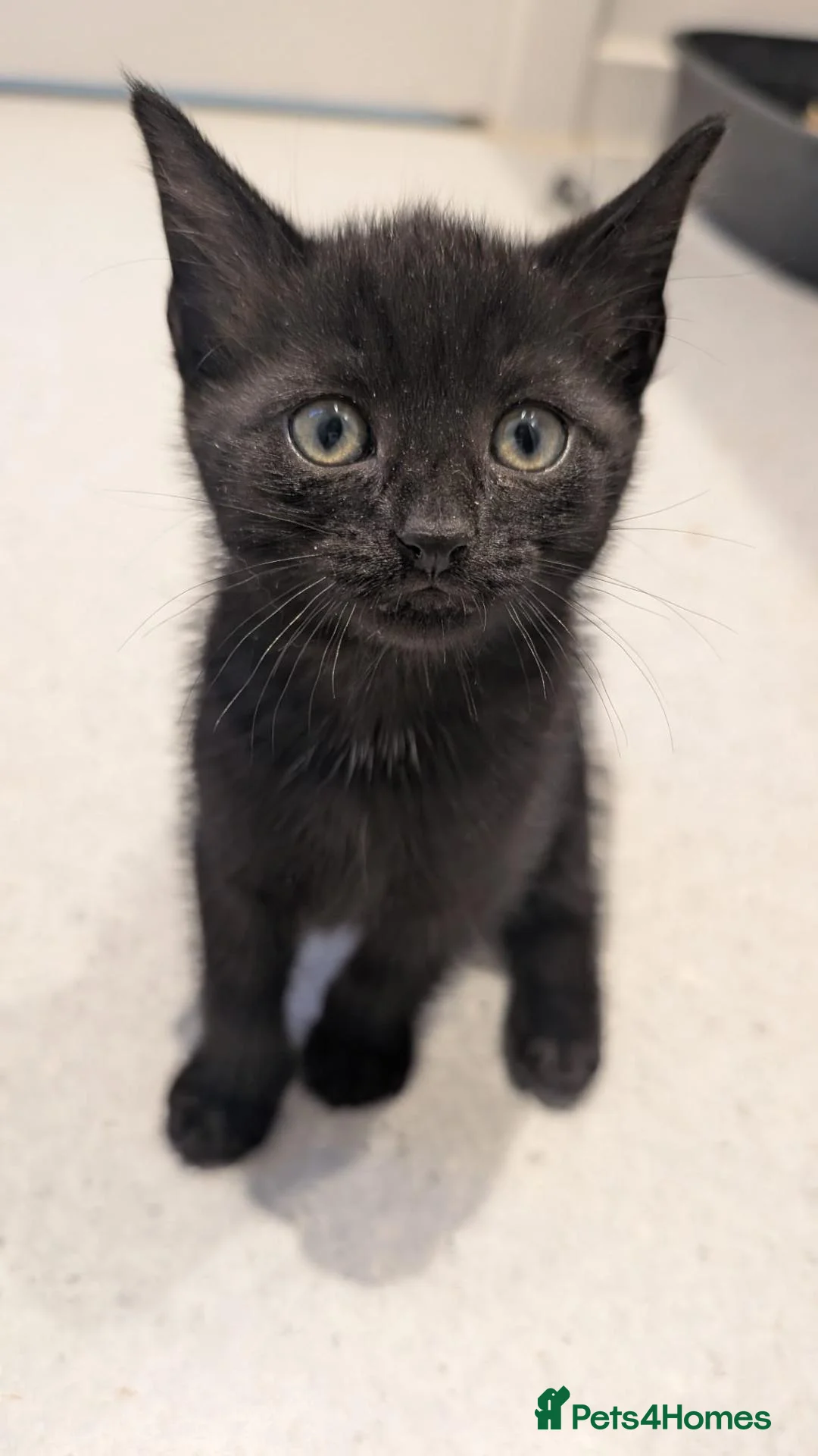 Mixed Breed cats for sale: 4 kittens ready for a new home - Advert 2