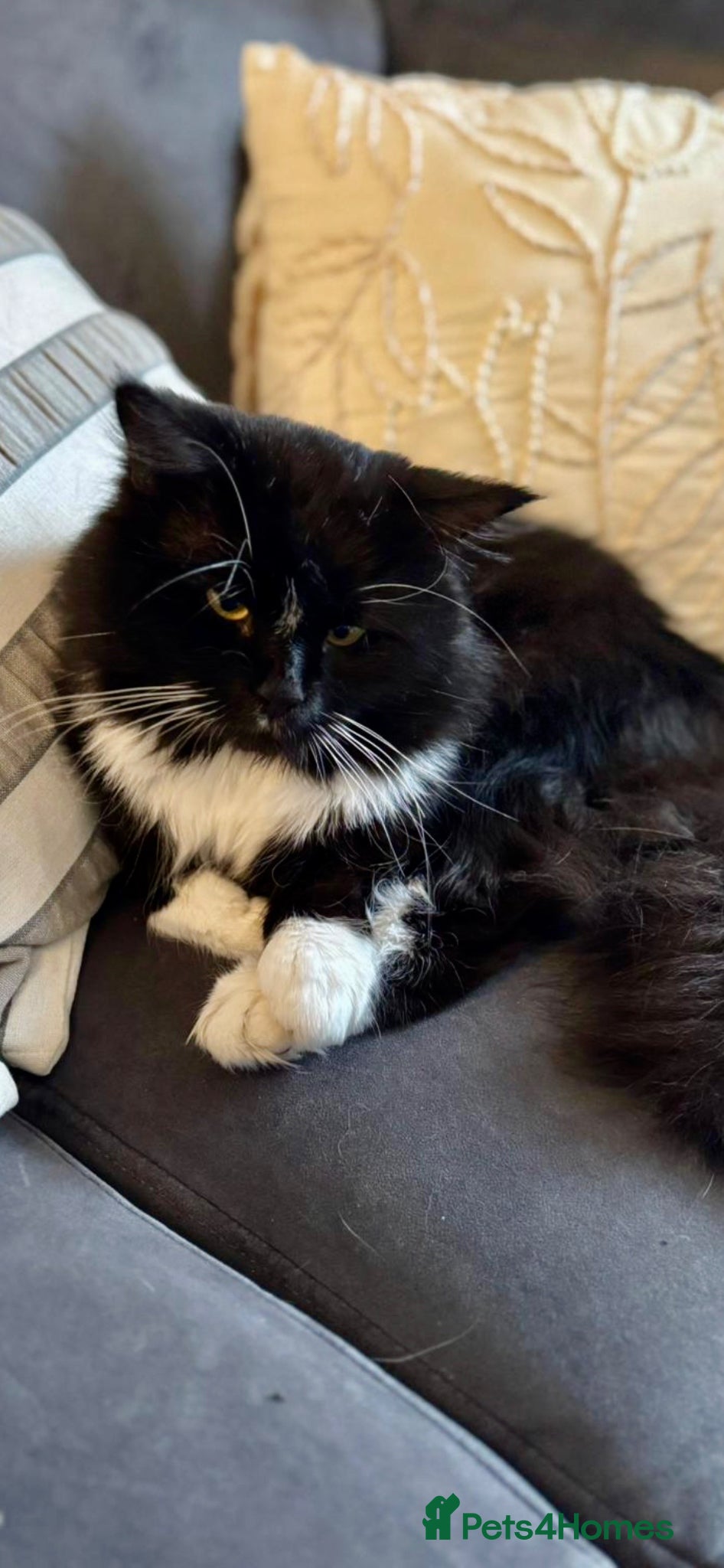 Mixed Breed cats Beautiful boy George  - Advert 1