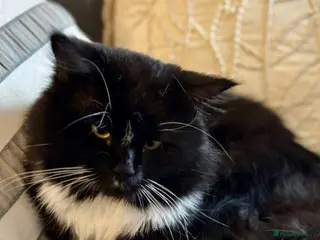 Mixed Breed cats Beautiful boy George - Advert 11