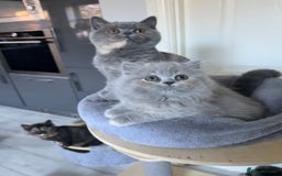 British Shorthair cats for sale: GCCF registered British longhairs and Shorthairs - Image 16
