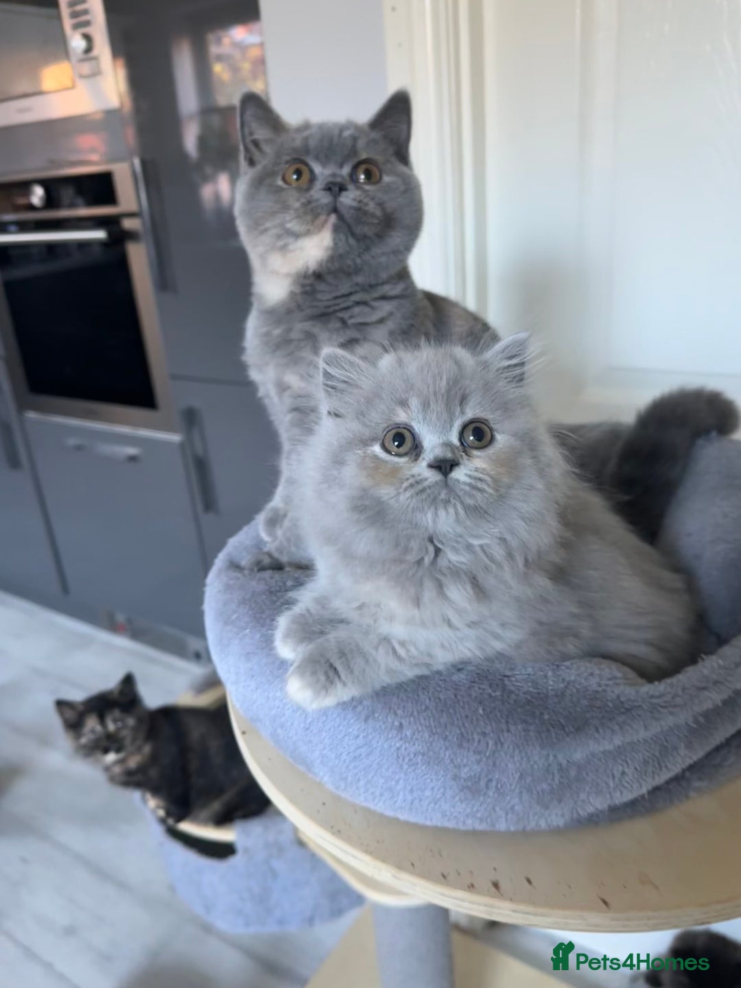British Shorthair cats for sale: GCCF registered British longhairs and Shorthairs - Image 16