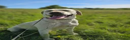 Mixed Breed dogs for adoption: BELLA - Labrador Cross is looking for a home in Crawley - Advert 1