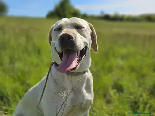 Mixed Breed dogs BELLA - Labrador Cross is looking for a home - Advert 10
