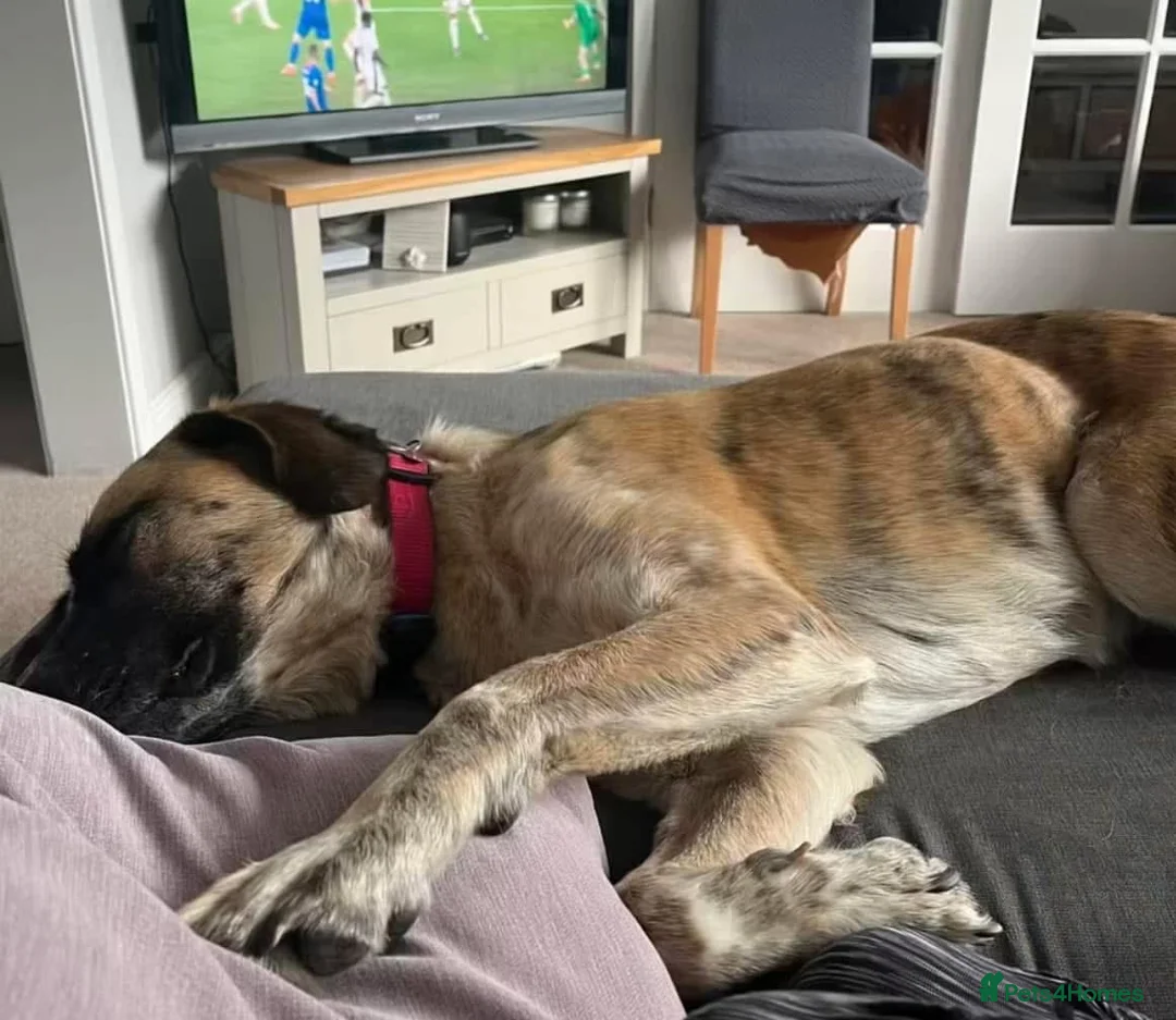 Mixed Breed dogs for adoption: Darcy - Norwich Norfolk  in Norwich - Advert 3