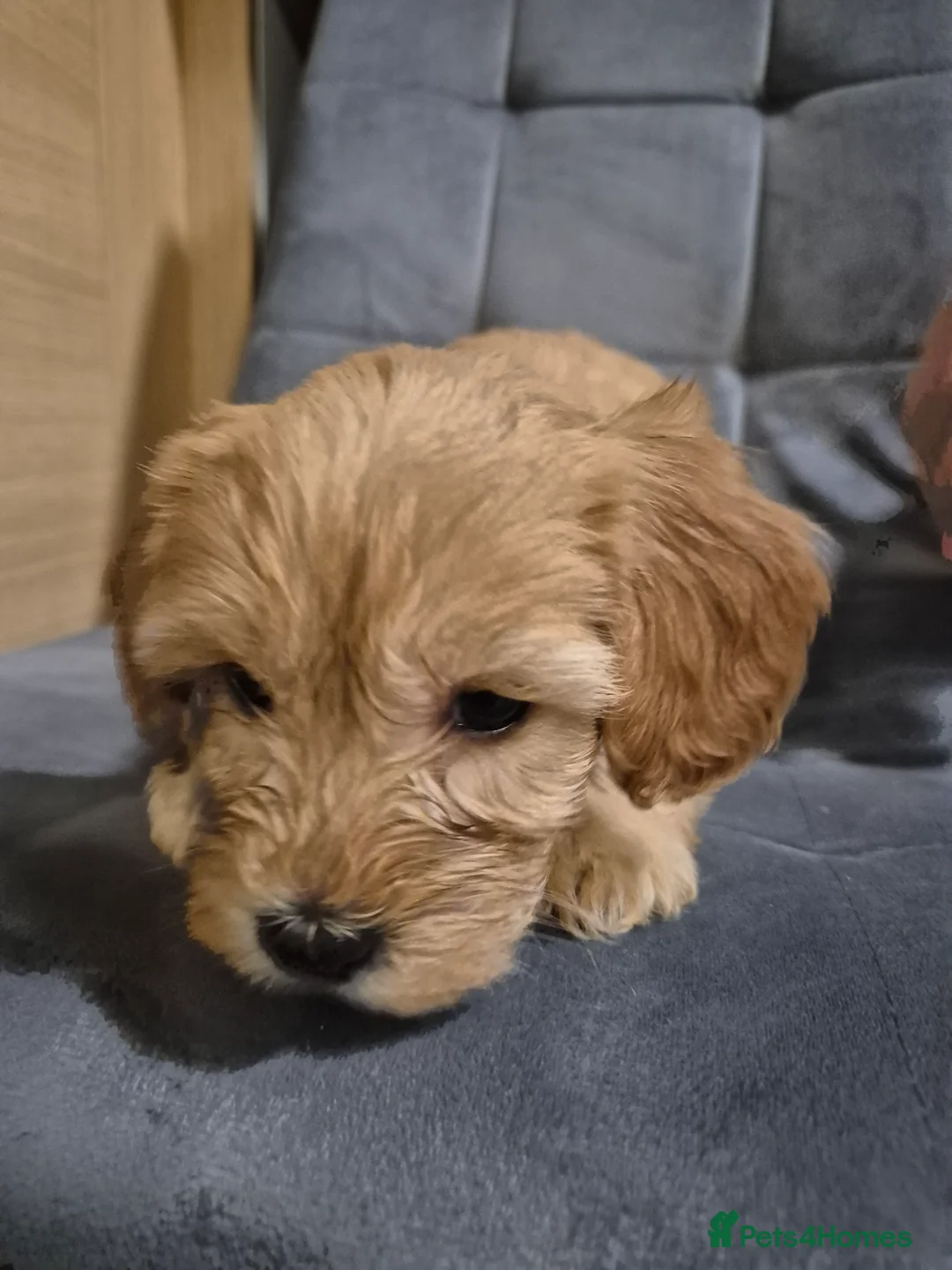 Cockapoo dogs for sale: 7 Cockapoo puppies - Advert 13