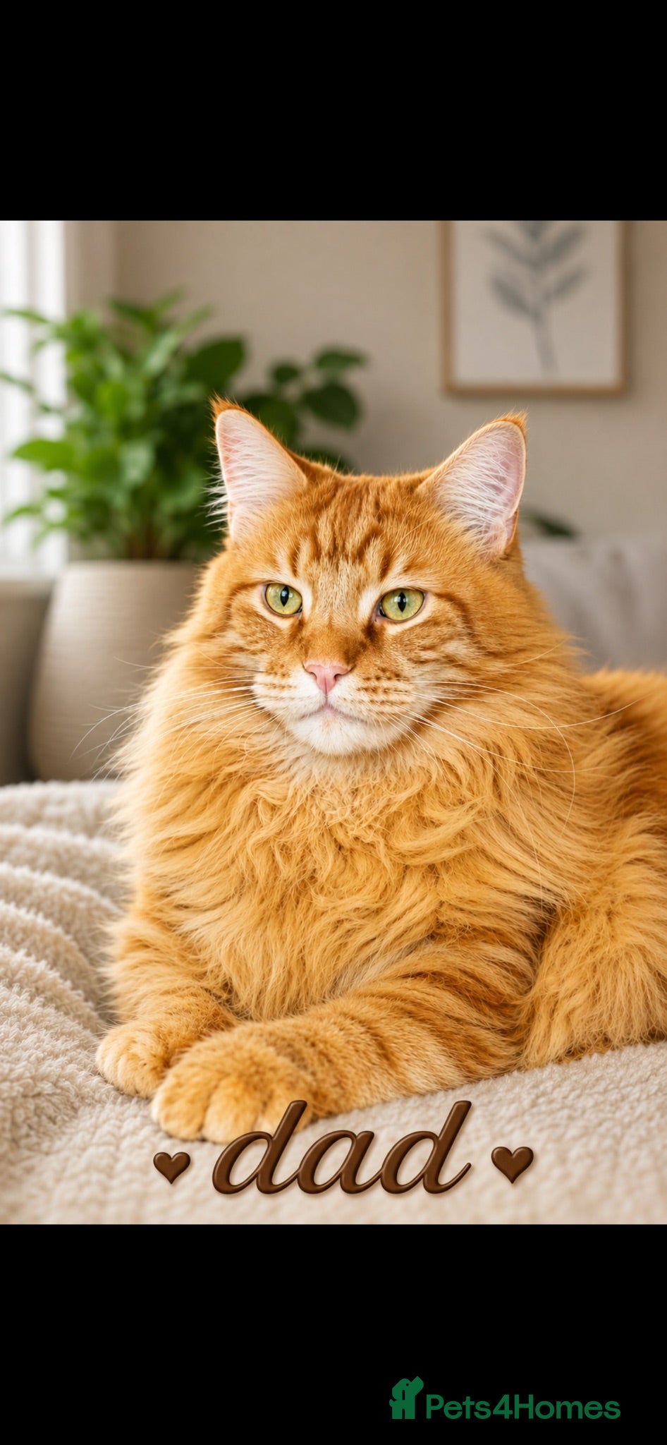 Maine Coon cats Maine coon  - Advert 2