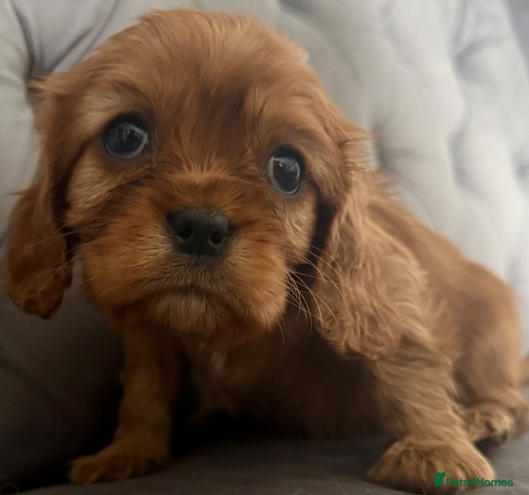 Cavalier King Charles Spaniel dogs Beautiful, Cavalier King Charles Spaniel puppies - Advert 2