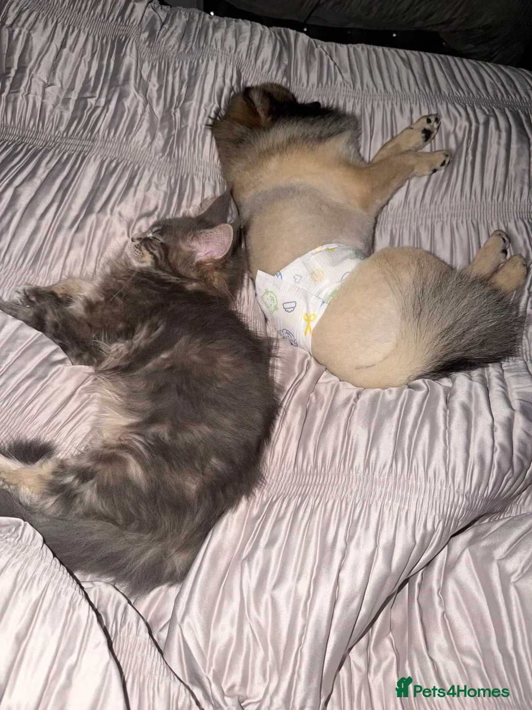 Maine Coon cats for sale: Cookie Maine Coon  - Advert 2
