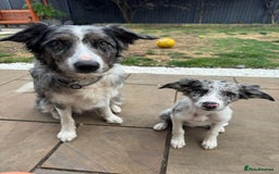 Border Collie dogs for sale: Border Collie puppy looking 4 loving forever home in Southampton - Image 1