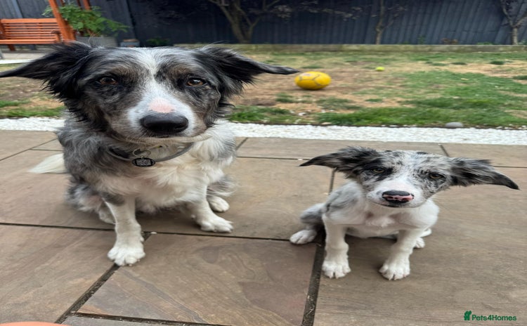 Border Collie dogs in Southampton - Advert 1