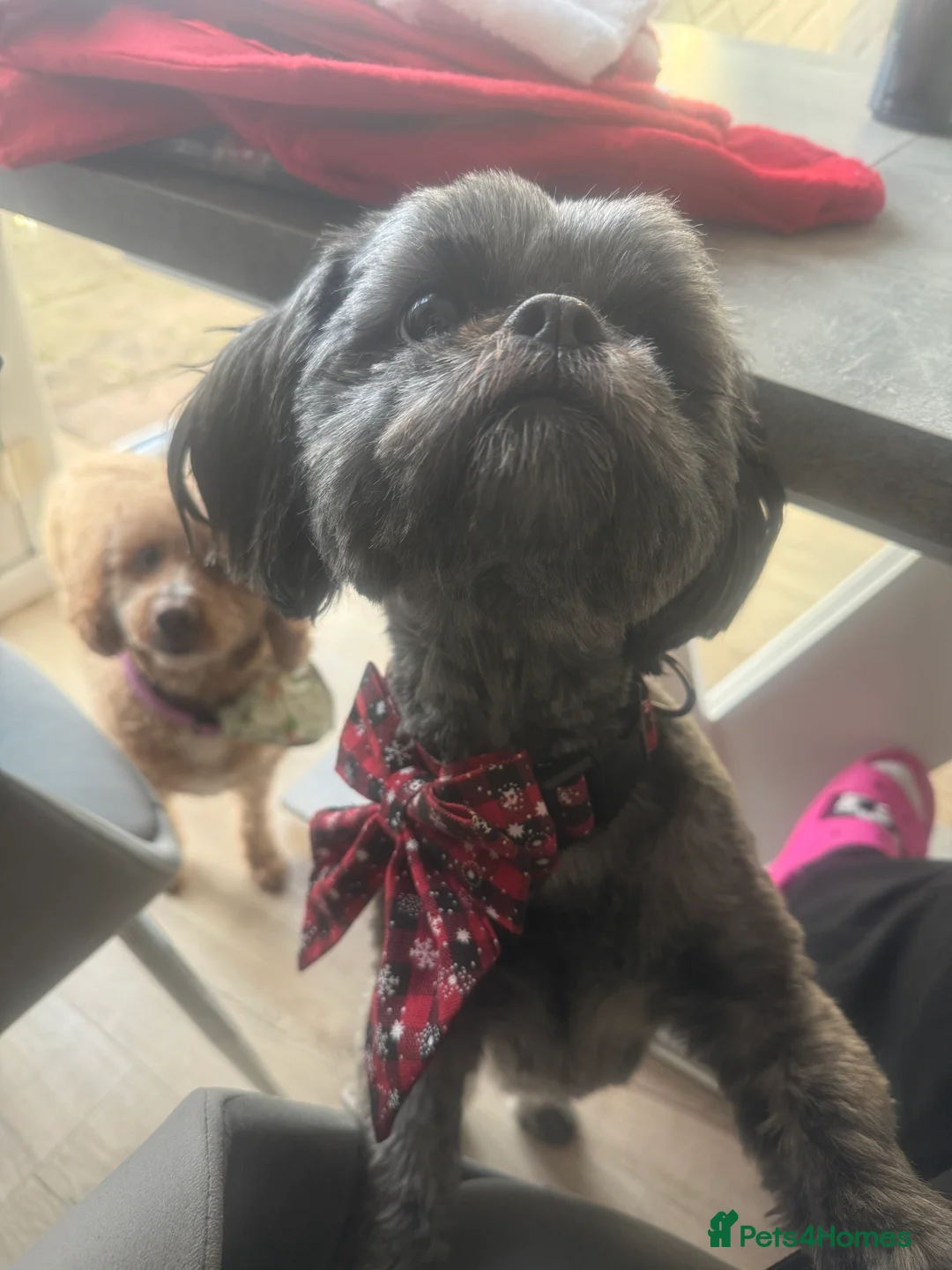 Shih Tzu dogs for sale: Female shihtzu for rehome - Advert 4