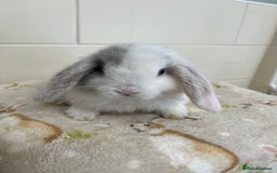 Mini Lop rabbits for sale: BEAUTIFUL MINI LOP BABIES READY NOW  - Image 11