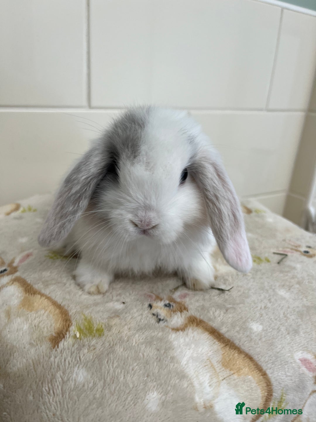 Mini Lop rabbits for sale: BEAUTIFUL MINI LOP BABIES READY NOW  - Image 11