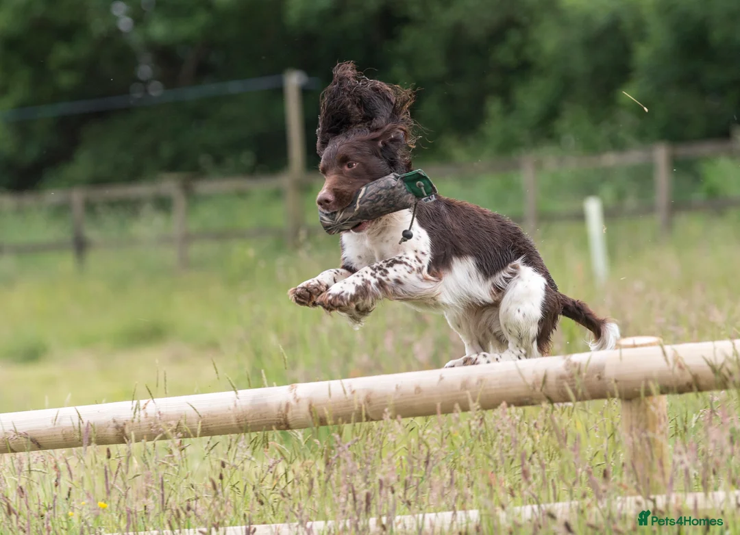 English Springer Spaniel dogs for stud: Fully health tested stud, Pippenmoor Red Flame - Advert 16