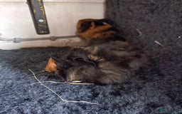 Guinea Pig rodents for sale: Baby female guinea pig and a pair of males.  - Image 3