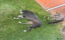 Lurcher dogs for sale: Lurches for sale  - Image 11