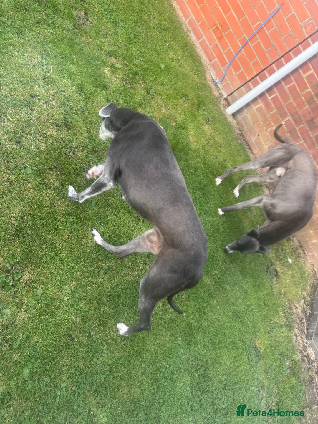 Lurcher dogs for sale: Lurches for sale  - Image 11