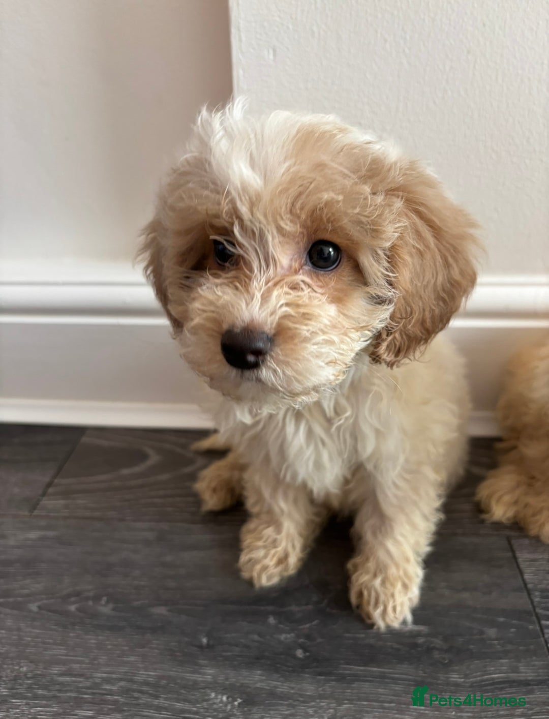 Hypoallergenic Dogs Designer Dog Breeds List Hypoallergenic Dogs