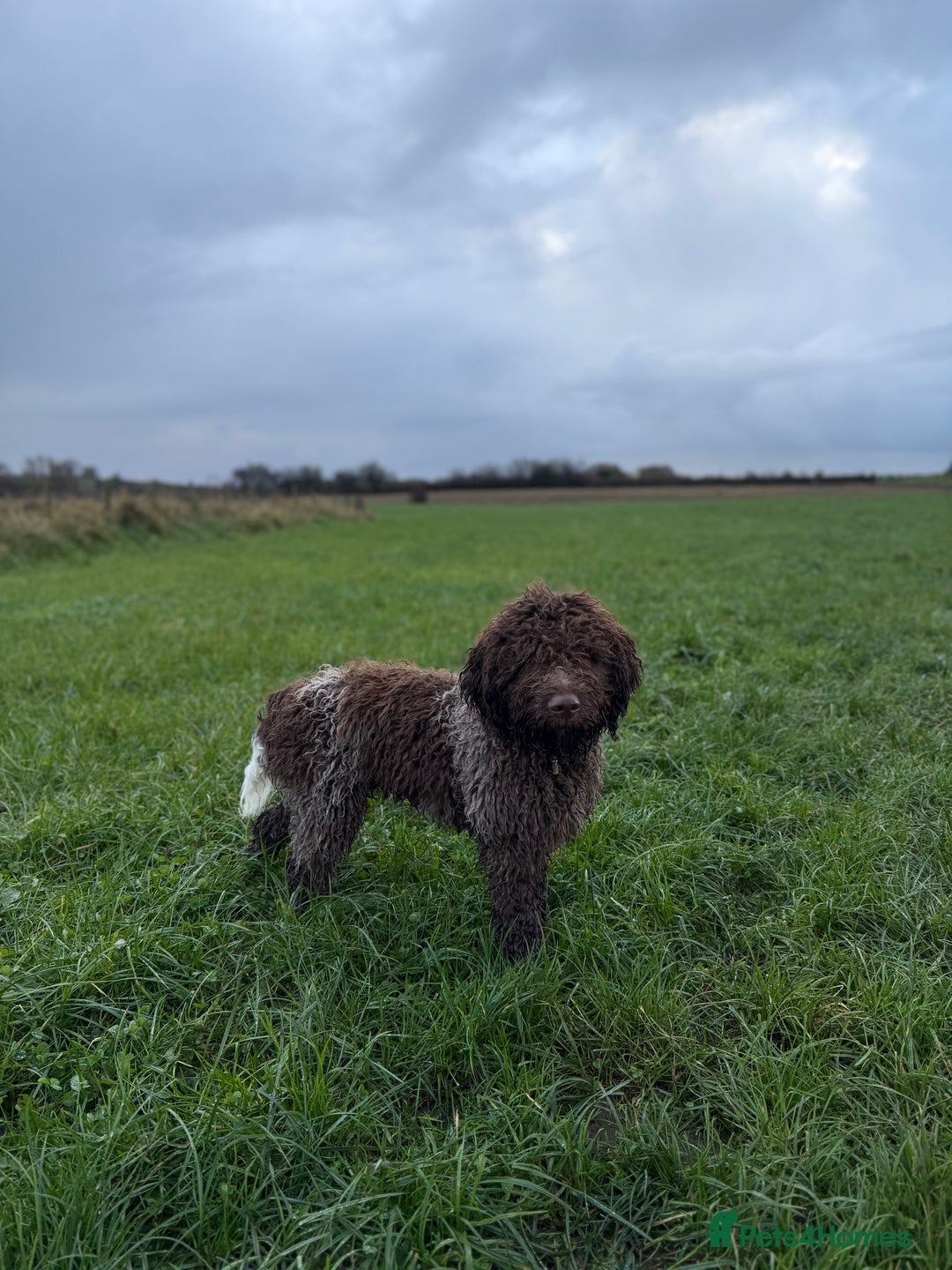 Lagotto Romagnolo dogs for sale: Beautiful boy looking for his forever home - Advert 2
