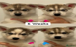 Siberian Husky dogs for stud: PROVEN KC Registered Siberian Husky Stud ONLY in Solihull - Image 22