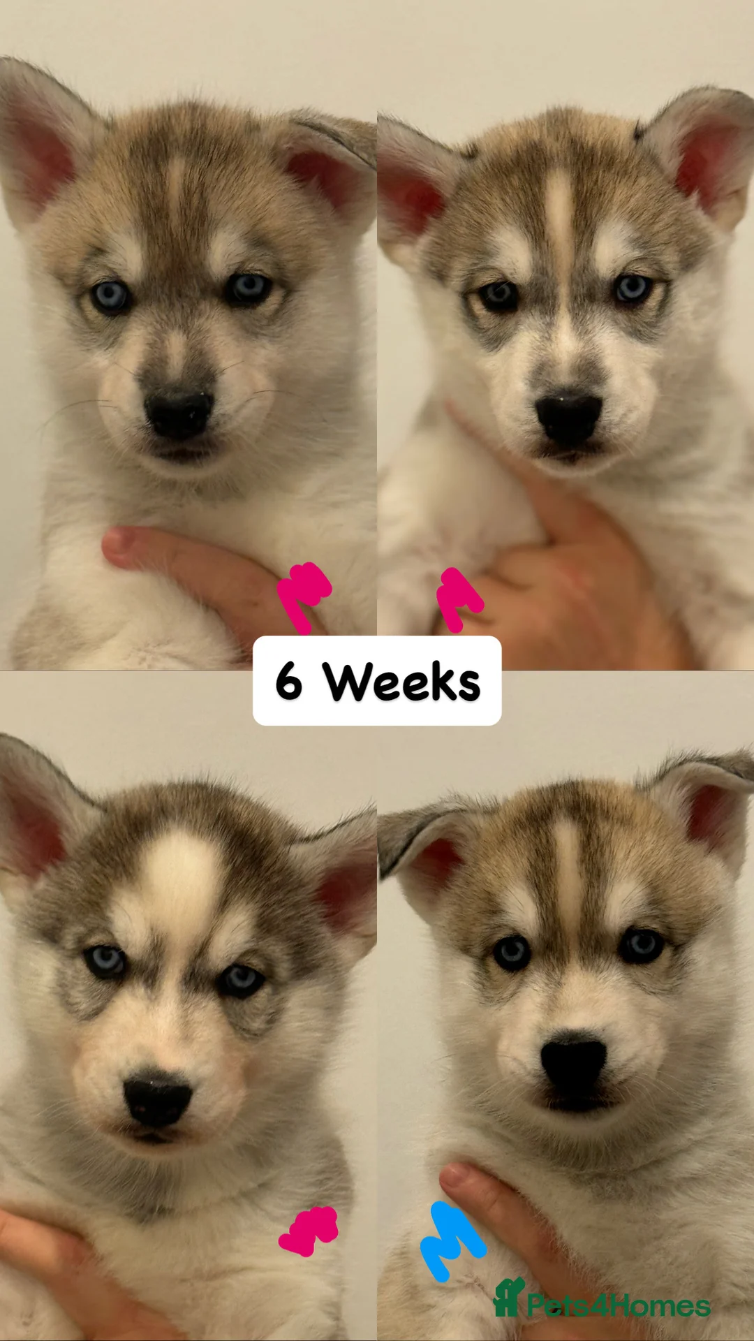Siberian Husky dogs for stud: PROVEN KC Registered Siberian Husky Stud ONLY in Solihull - Advert 22