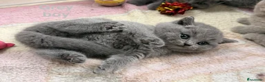 Grey Boy 