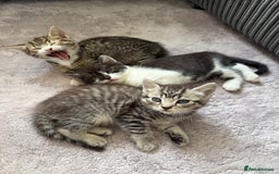 British Shorthair cats for sale: Beautiful half BSH Kittens  - Image 28