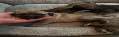 Border Terrier 2
