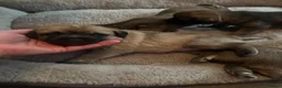 Border Terrier dogs for sale: 4 healthy Border Terrier Puppies for sale.  - Advert 7