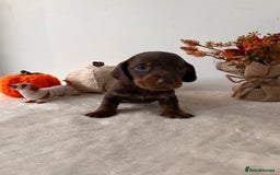 Dachshund dogs for sale: Beautiful Standard Dachshund Puppies  - Image 11