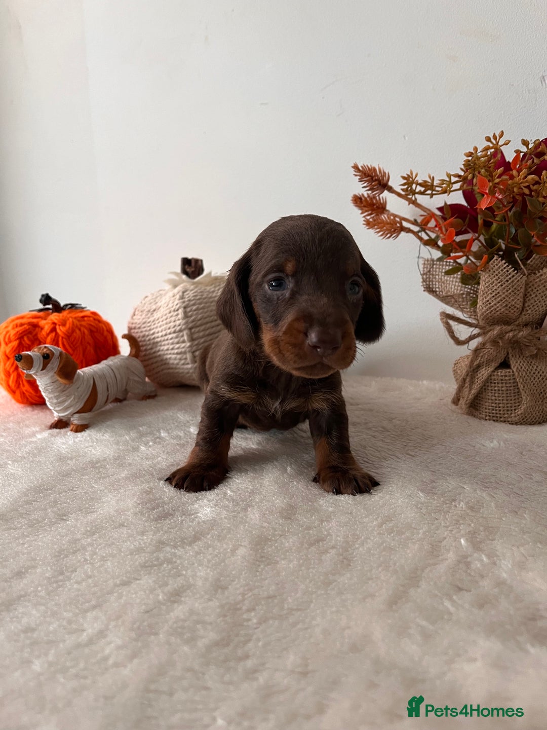 Dachshund dogs for sale: Beautiful Standard Dachshund Puppies  - Image 11