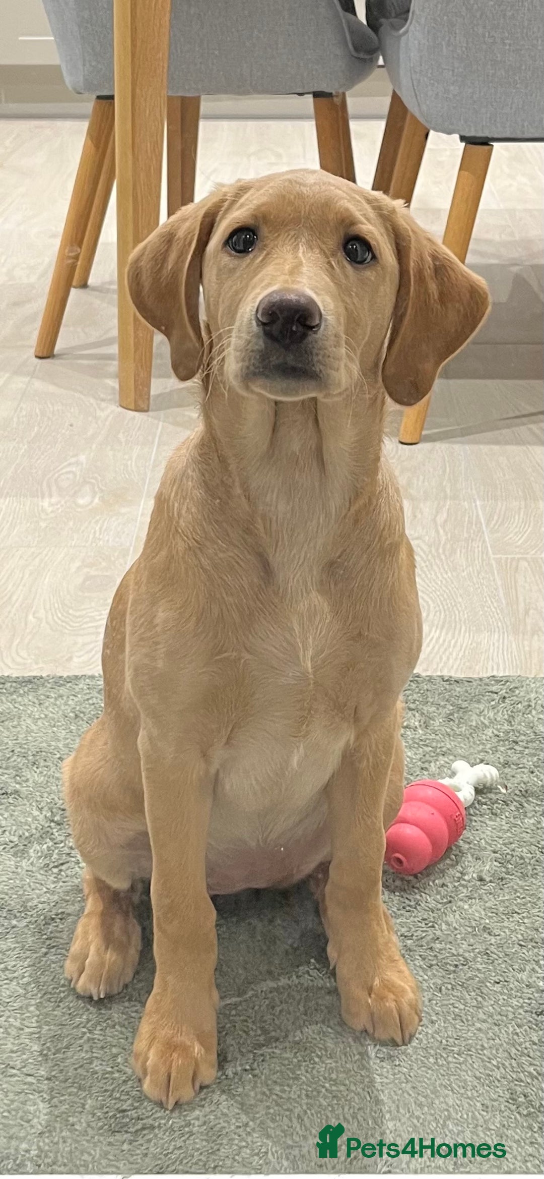 Labrador Retriever dogs for sale: Lab Puppy - Advert 4