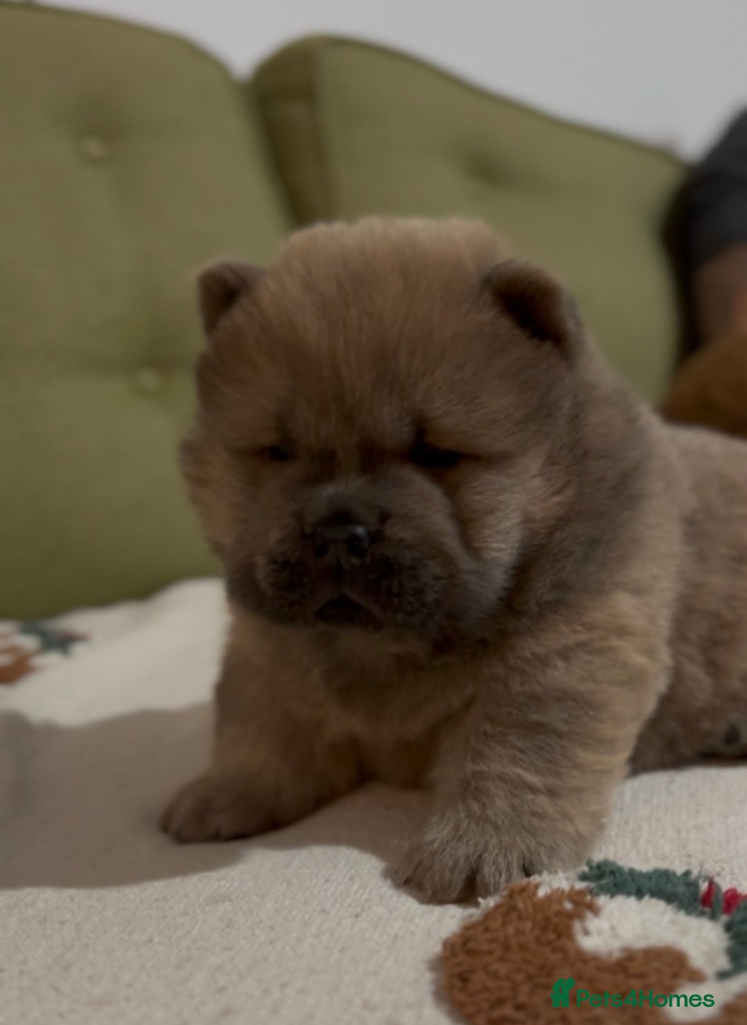 Chow Chow dogs for sale: Merle & blue bear faced Teddy chow chow puppies  - Advert 15