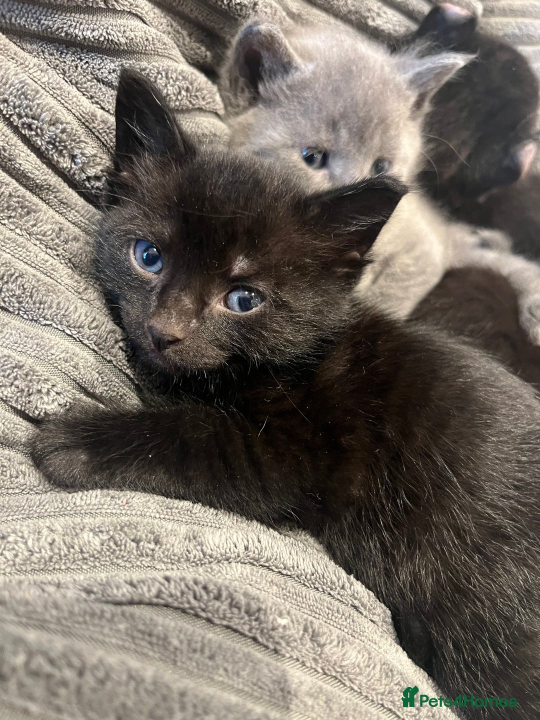 Sphynx cats for sale: 2 left! Sphynx elf X British short hair  - Advert 8