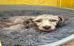 Mixed Breed dogs for adoption: Clint - Norwich Norfolk  - Image 5