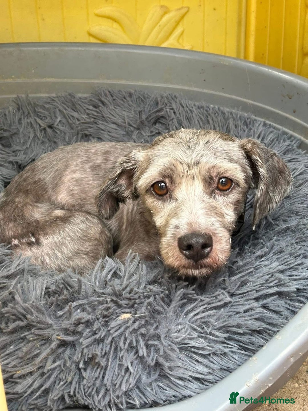 Mixed Breed dogs for adoption: Clint - Norwich Norfolk  - Image 5