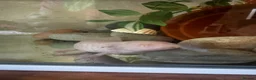 Axolotl reptiles for sale: 6 year old female axolotl  - Advert 3