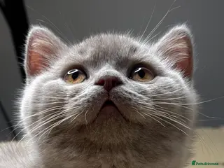 British Shorthair cats Beautiful✨ healthy GCCF registered lilac kittens in Cheltenham - Advert 6