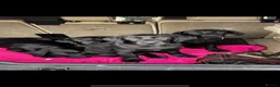 Labrador Retriever dogs for sale: Beautiful chunky black lab puppies  - Advert 12