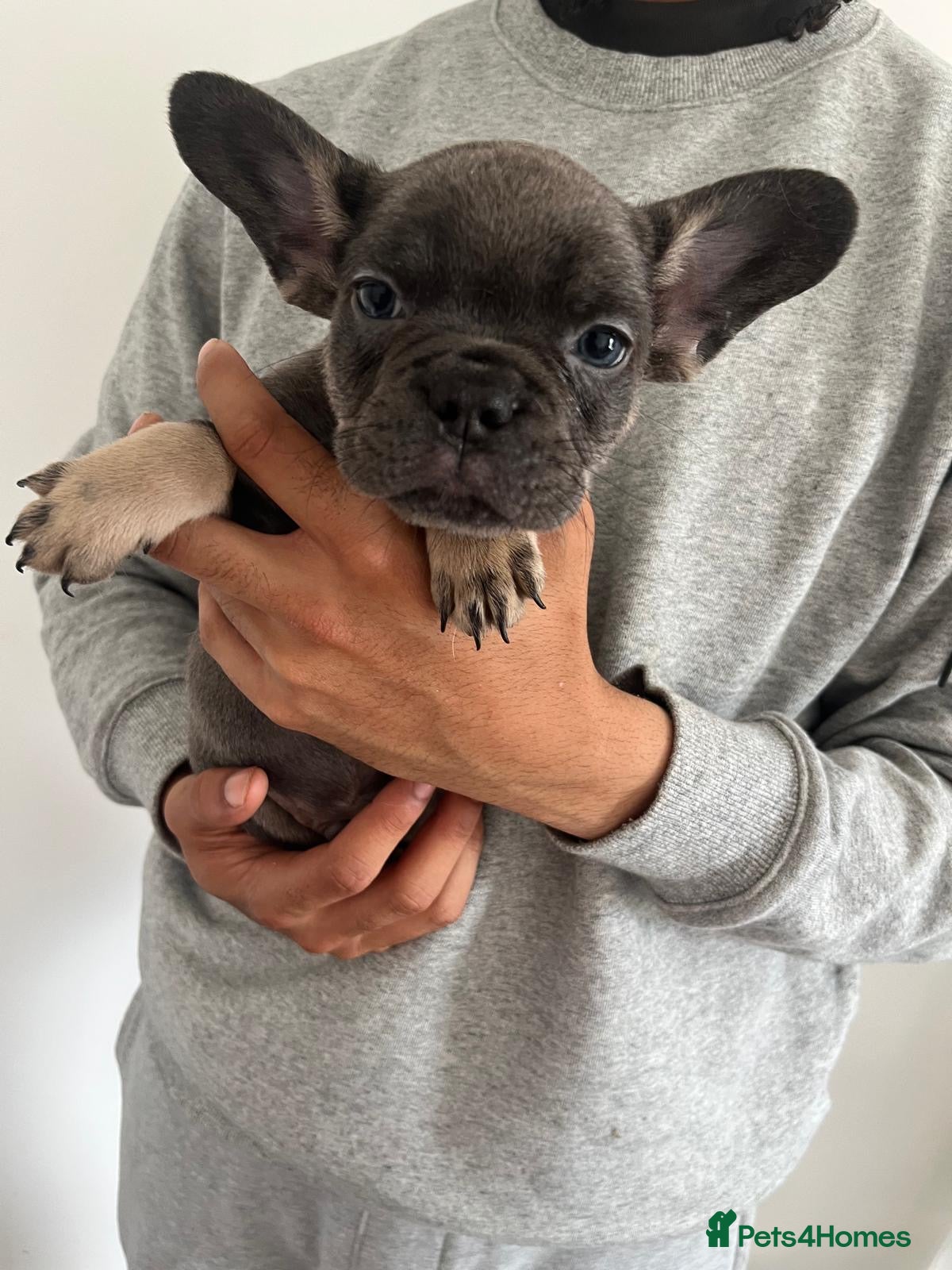 French Bulldog dogs for sale: French bulldogs for sale  - Advert 8