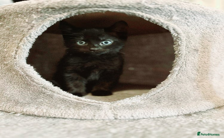 Mixed Breed cats - Advert 3
