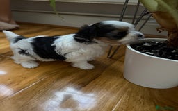 Biewer Terrier dogs for sale: Two beautiful puppies for sale. 1 boy 1 girl - Advert 7