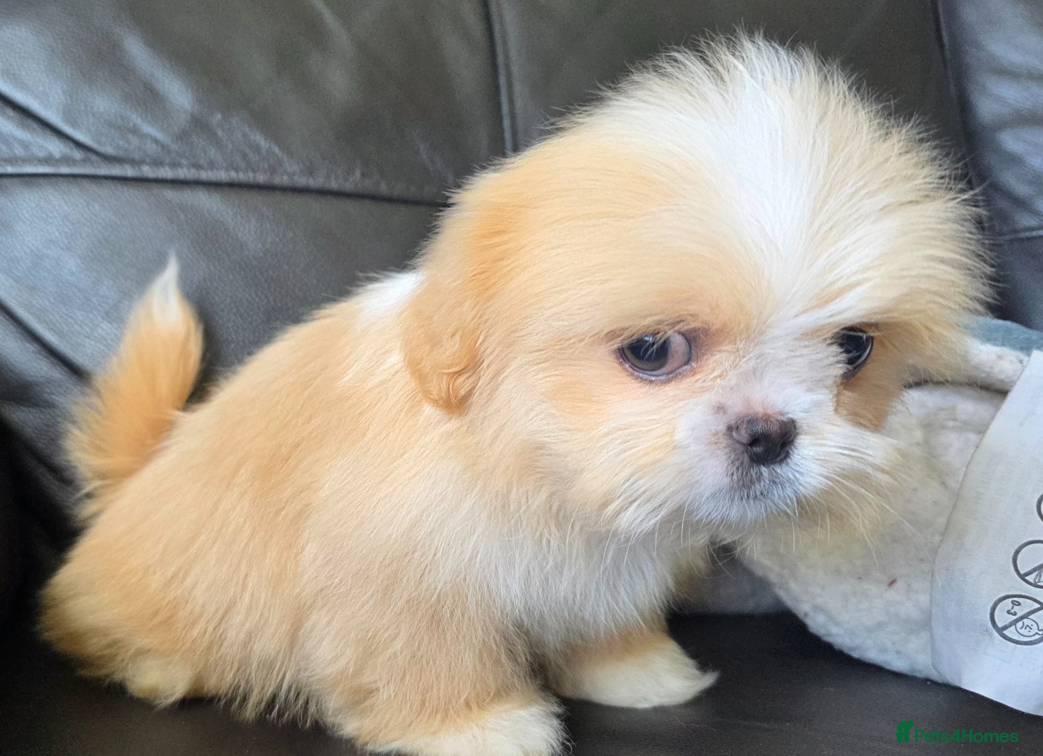 Shih Tzu dogs Stunning KC Reg Imperial shih tzu s ready now - Advert 1