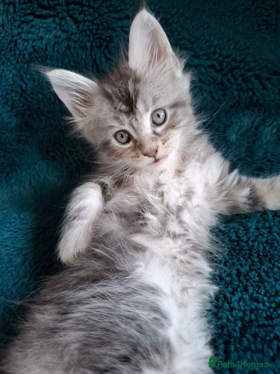 Maine Coon cats for sale: Tica registered  Maine coon kittens - Image 6