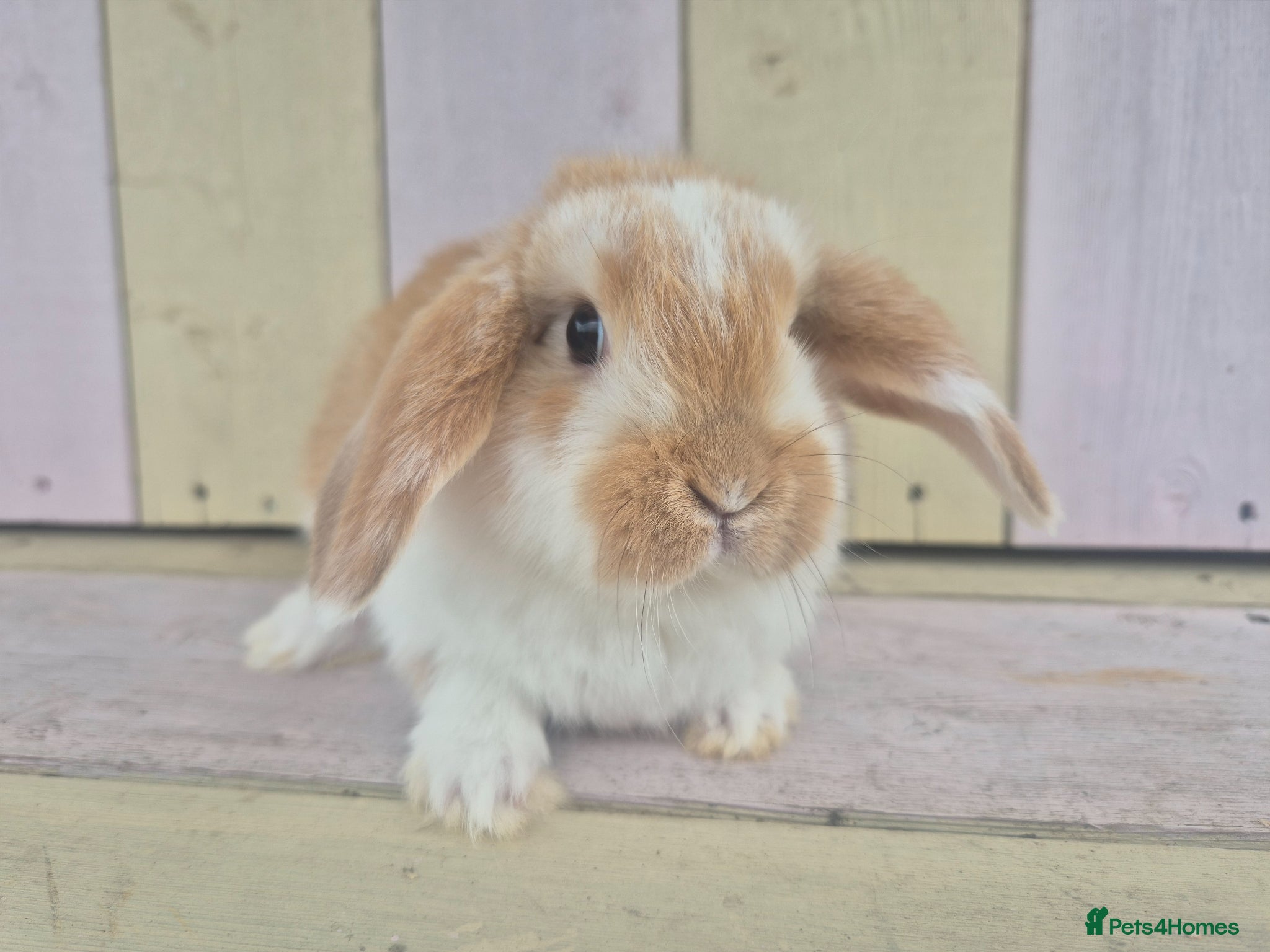 Mini Lop rabbits 🩷READY NOW- MINI LOP BABIES AVAILABLE 💙 - Advert 2